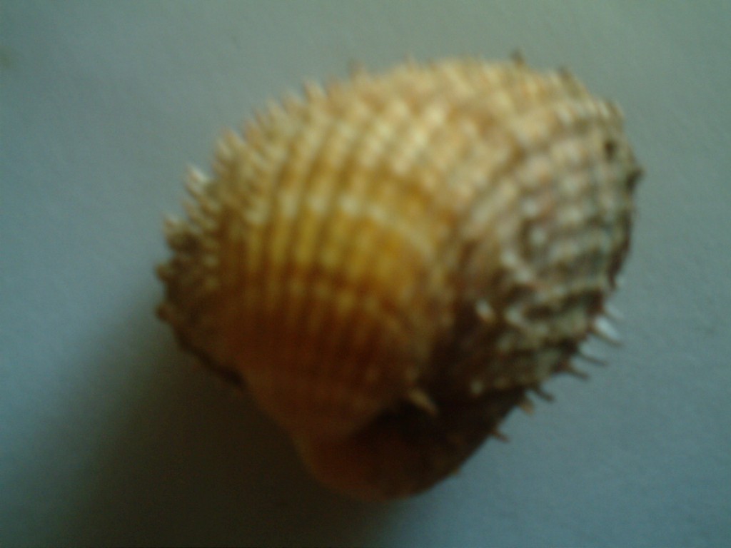 Acanthocardia aculeata o spinosa.